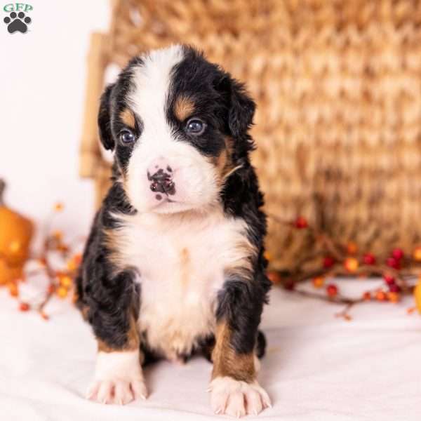 Ray, Bernese Mountain Dog Puppy